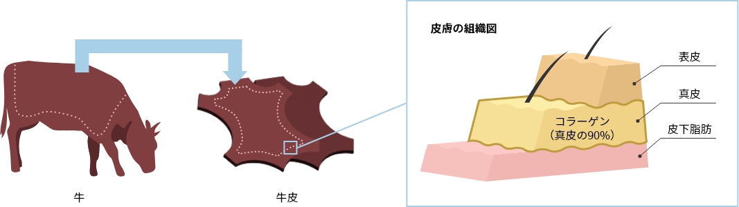 皮膚の組織図