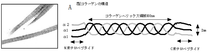 コラーゲンの構造