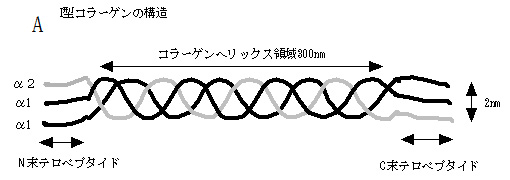 コラーゲン分子の様々な形態