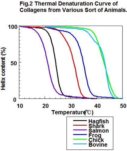 様々な動物のコラーゲンの変性温度