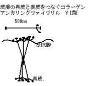 様々なタイプのコラーゲン