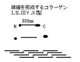 様々なタイプのコラーゲン