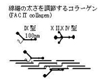 様々なタイプのコラーゲン