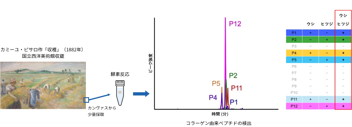 カンヴァスから少量採取→酵素反応→コラーゲン由来ペプチドの検出